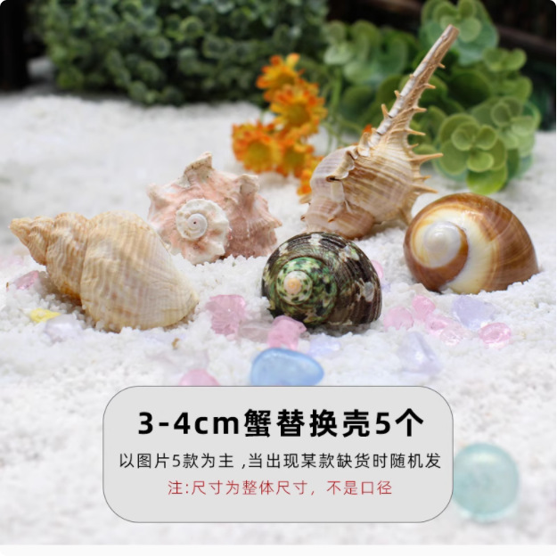 寄居蟹替换壳~房子大号小号天然贝壳海螺壳摆件装饰鱼缸造景备用|undefined