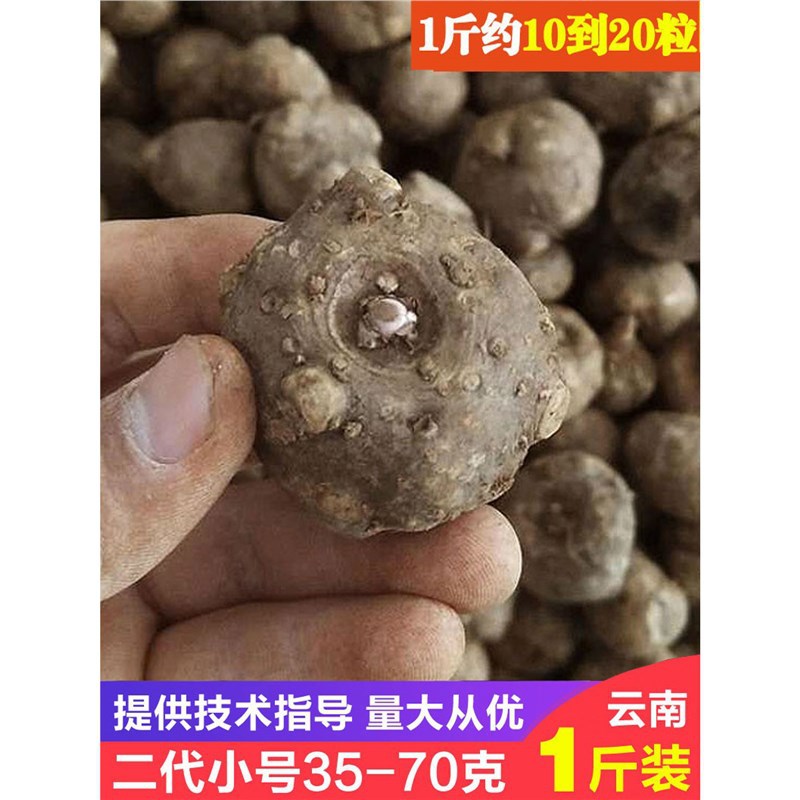 魔芋种云南高产魔芋种一代二代种子脱水消毒花魔芋10斤魔芋种籽