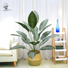 �羳����ֲ������f����Gֲ���Լ٘�׌�ʯ�҃ȼҾ�ֲ�������