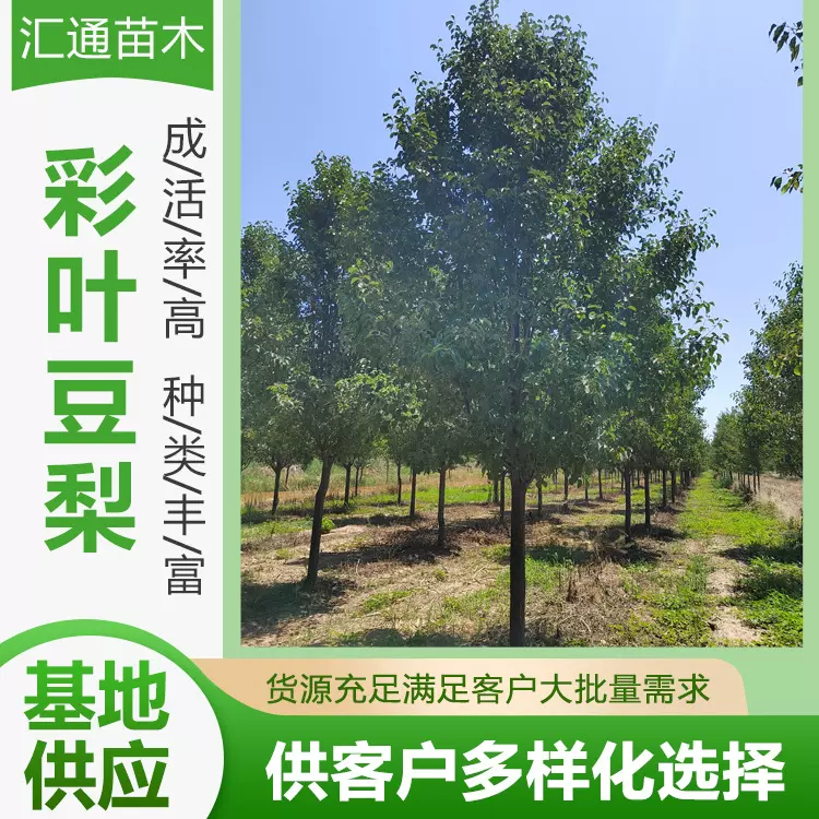 彩叶豆梨树苗道路绿化防护树落叶乔木棠梨野梨树厂家现货供应