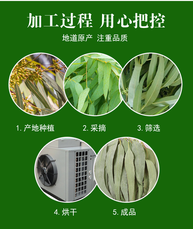 Eucalyptus Leaves (Eucalyptus globulus) — Dried Blue Gum Leaf for Sachets & Herbal Blends preparation