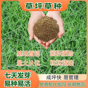 Special Lawn Seeds for Greening, Soil Fixation, Evergreen and Trampling-Resistant Grass Seeds for All Seasons, Tall Fescue and Bermudagrass Seeds