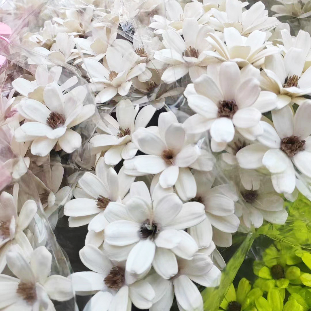 10枝裝手工瓜子花diy文藝小清新乾花束家居裝飾擺件雲南工廠批發