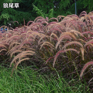 �o�²ݷN���^�p������β�ݷN�ӹ�β�ͲݷNͥԺ�������⻨������