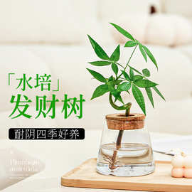 水培发财树水养绿植花卉室内植物花办公室桌面四季好养小盆栽摆件