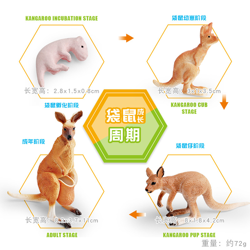 Modelo animal de simulación al por mayor de pollo pato ganso mariposa tortuga Rana ciclo de crecimiento Montessori material didáctico adornos hechos a mano
