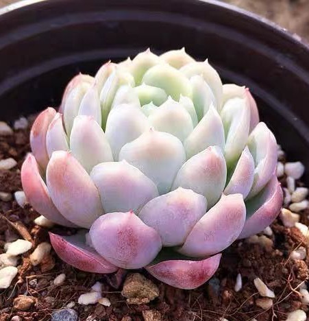 얼음매실 4~5cm (플라스틱 화분에 심으면 배송이 더 쉽습니다)