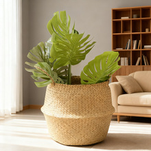 �ݾ��҃�ֲ�ﻨ�@���ᾎ���@�Gֲ�����b�����������ۯB�@��