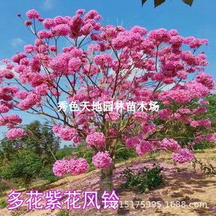 �S���L�ľͥԺ�^���L����G��ֲ�ﻨ����ֱ�l�໨�����TǰͥԺ��