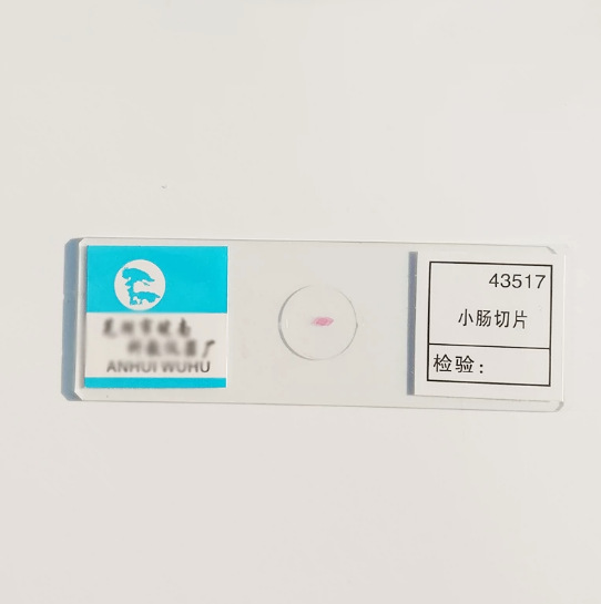 Lát cắt ruột non