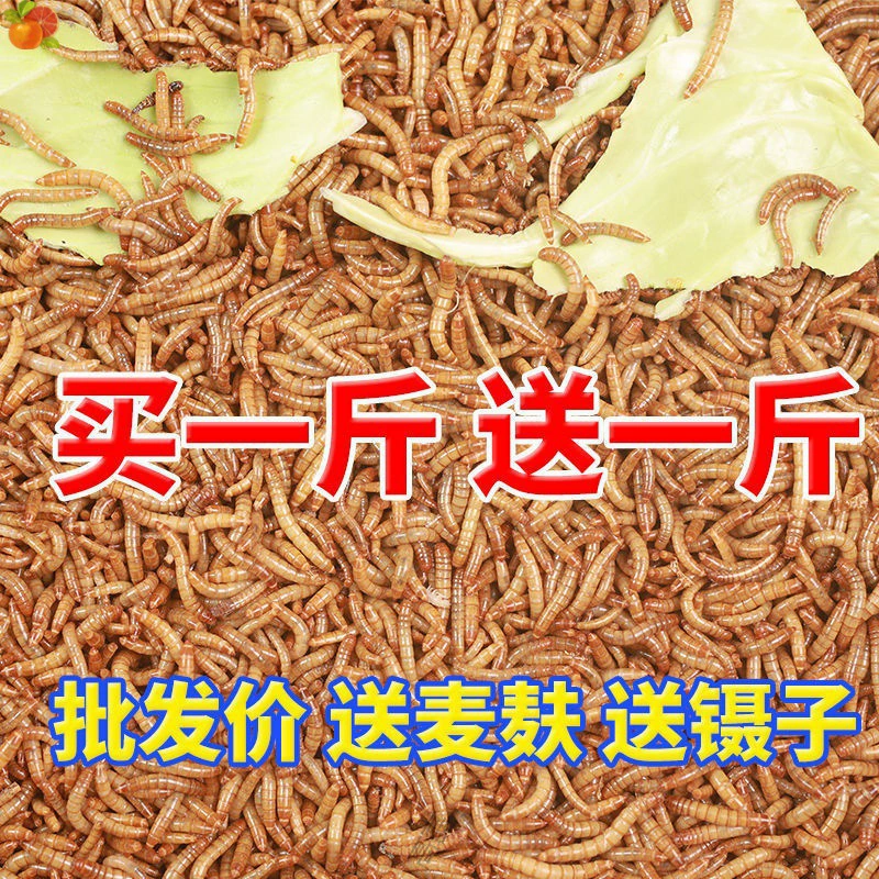 Хлеб из хлебного червя Живой желтого червя Живой ячменный червь Черепаха Черепаха Птицы едят живой корм для рыбалки