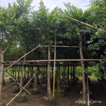 �Ř会�~��С�~����ɽ�������l�;Gռ�ؾG����ľ