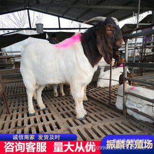 �����в���ɽ���Bֳ�� ��ɽ��������Сβ������؛���T