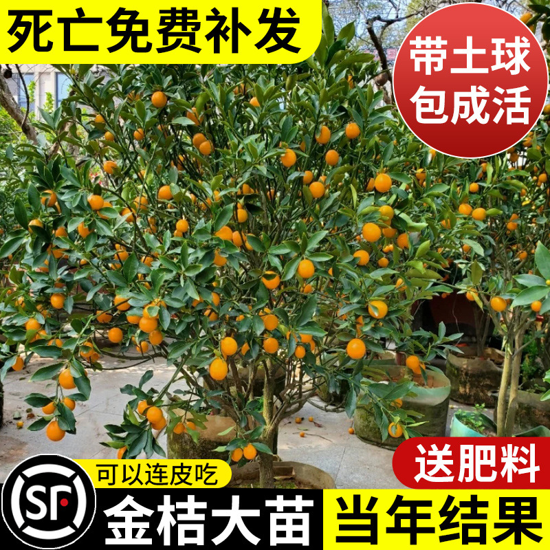 金桔树树苗盆栽脆皮金桔果树南北方室内庭院种植无核砂糖橘桔子树