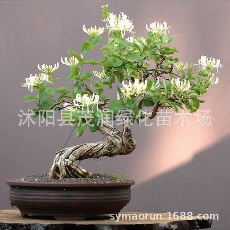 Озеленение двора Горшечные Вьющиеся цветы Жимолость Красная жимолость Рассада Желтый Белый Красный Белый Сильная адаптируемость