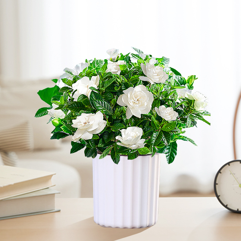 【새싹 있음】90#치자나무(수직흡수대) + 영양액