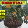 养花水培盆栽营养颗粒