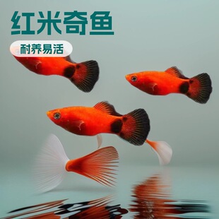 �t�����~�~���^�p�~�Ꭷ�~С�~��ˮ�ͻ���BС��̥���~��ĸ�R�a