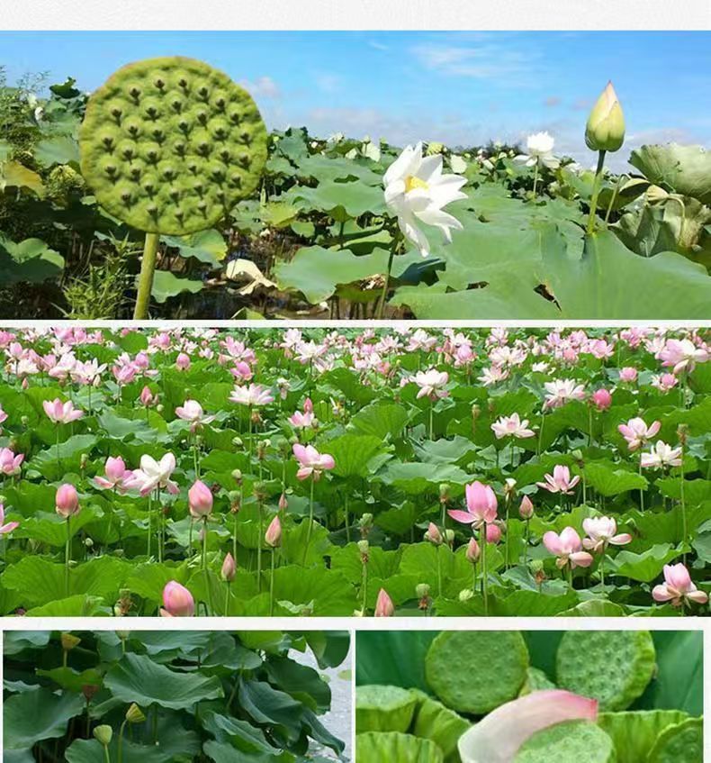 Lotus Plumule Tea Lian Zi Xin 500g Dried Nelumbo nucifera Plumule Herbal Tea in use
