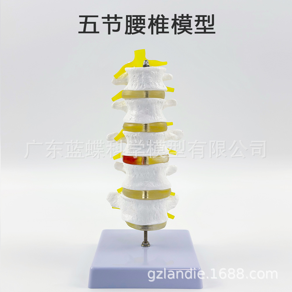 ���弹��ģ�ͼ�׵����׵ģ�� ��׵�ṹ��׵���� �ؽ�ģ�߲�����׵