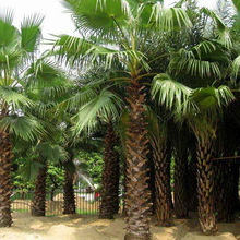 棕榈种子唐棕榈山棕树 龙鳞棕观音竹棕竹葵种子芭蕉伞树种子
