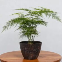 Wʽϻ_͹ŷ¹_Rccڰ]Gֲ