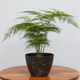 果盘、果篮;花盆容器;盘