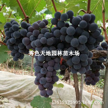 巨峰葡萄苖阳光玫瑰蓝宝石葡萄树苗无籽南方北方种植盆栽庭院爬藤