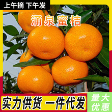 正宗涌泉蜜桔新鲜现摘时令橘子整箱包邮一件代发早熟蜜橘超甜柑桔
