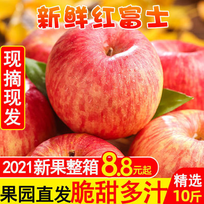 [ 2021 Now pick]Shaanxi Red Fuji Apple fresh Season fruit Luochuan Gala Full container wholesale