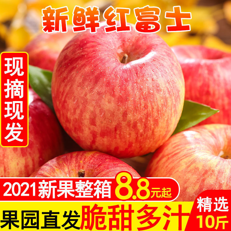 [ 2021 Now pick]Shaanxi Red Fuji Apple fresh Season fruit Luochuan Gala Full container wholesale