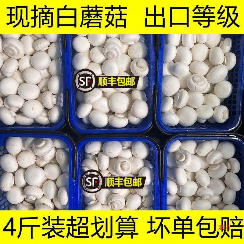 口蘑菇现摘现发新鲜白蘑菇双孢菇口菇时食用菇
