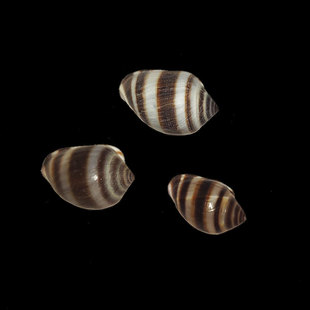 ������ ��Ȼؐ������΢���^�����쾰 ����С�� �p������ �ղ�