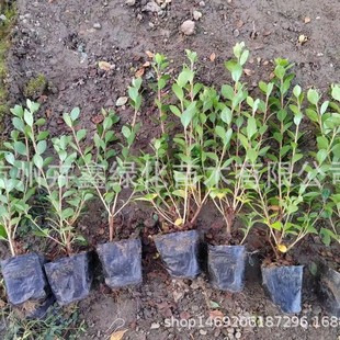 ���ش������l���N���N���Në�갫���N�����N�����r���N�_��