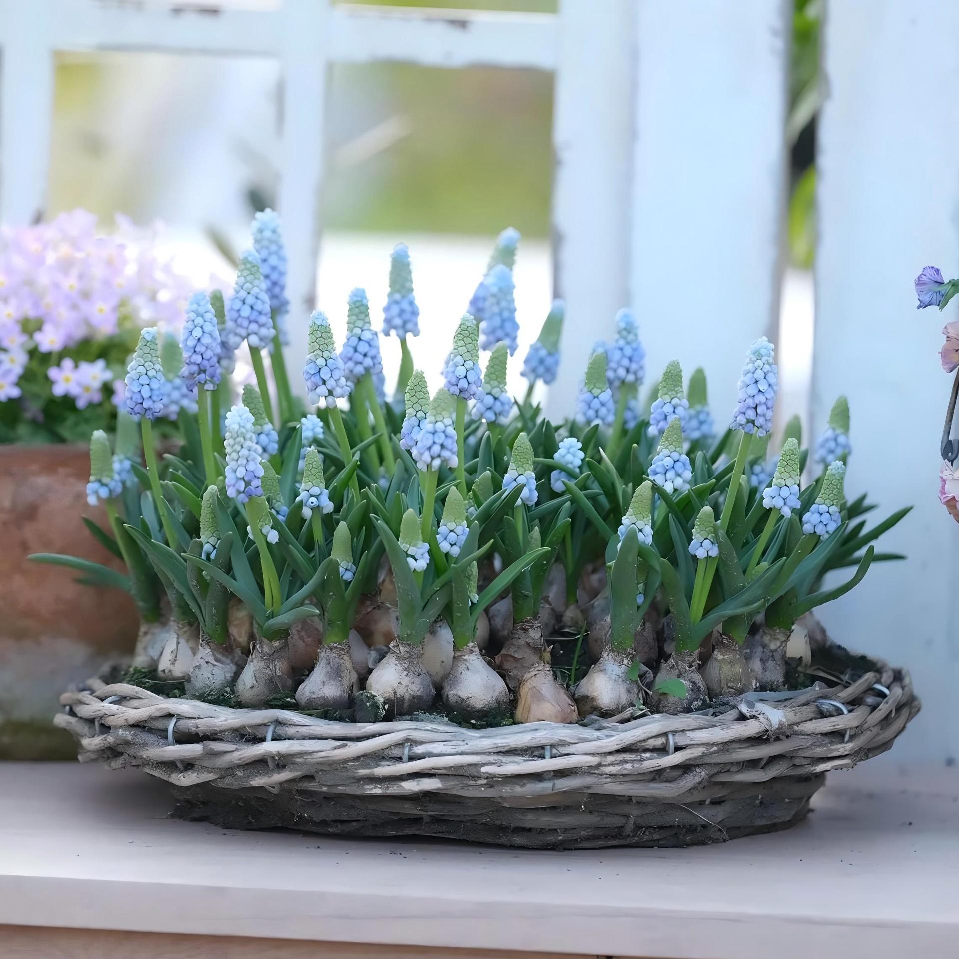 进口葡萄风信子种球多年生球根花卉庭院室内阳台秋季种葡萄风信子