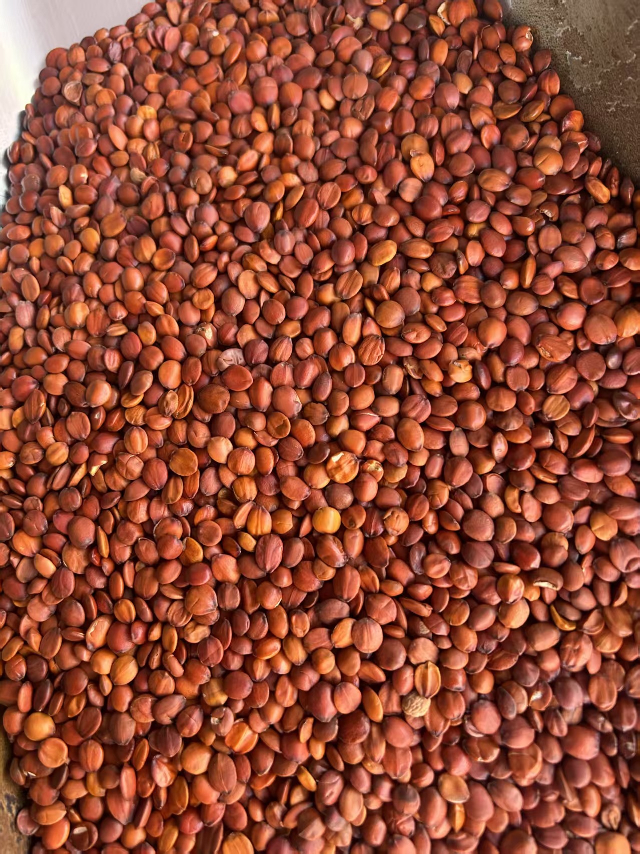 Sour Jujube Seed Suan Zao Ren Powder 500g Natural Dried Ziziphus Seeds Ground Fine key features