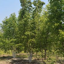 ט  ^^pеG  ט ט טС