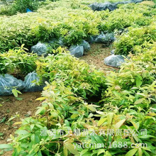 基地直销珍贵苗木金丝楠苗高50-80cm 别墅庭院绿化树观赏苗木耐寒