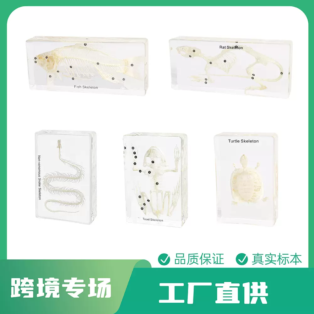 厂家直供跨境热销 生物教学骨骼模型 千帆树脂标本