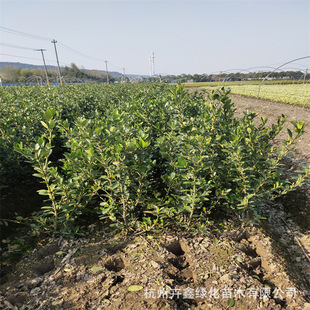 [Base Direct Sales] Large-Leaf Boxwood Balls/Large Cups/Small Cups/Color Blocks/Large-Leaf Boxwood Balls with Complete Specifications