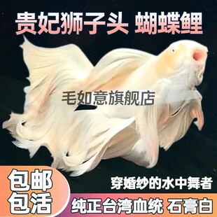 ��S���N�F���{���^�������׻��^�p�~���]����ʯ����~���һ�rʮ