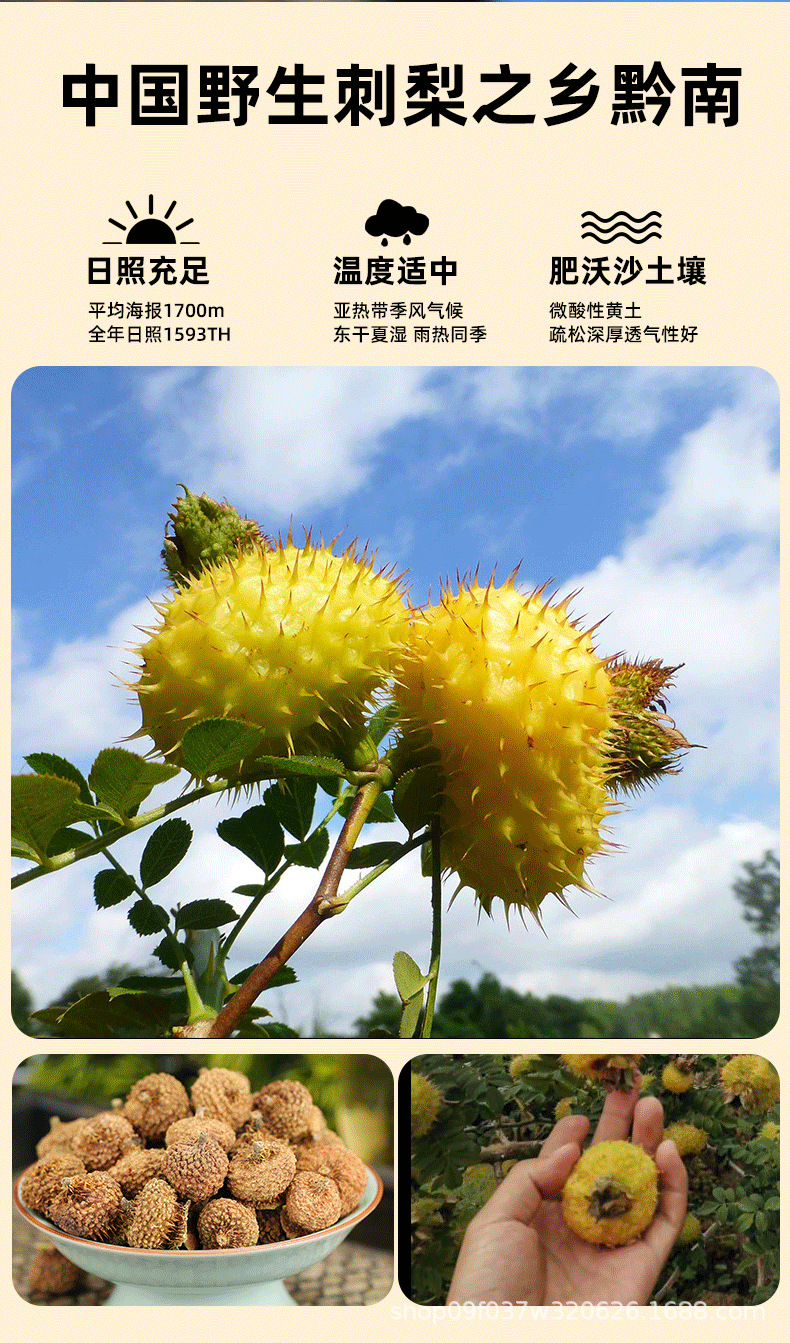 Wild Cili Fruit Dried Rosa roxburghii Tea and Wine Herb Ci Li 500g Large Grade overview
