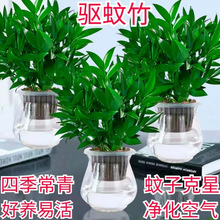 驱蚊竹盆栽室内室外水培懒人植物净化空气办公桌驱蚊驱虫好养绿植