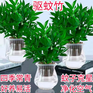 Mosquito Repellent Bamboo Potted Indoor and Outdoor Hydroponic Lazy Plant to Purify the Air Desk Mosquito Repellent and Good for Growing Green Plants