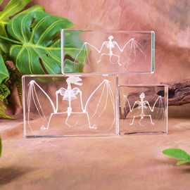 标本;树脂工艺品;科教玩具