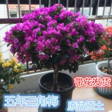 ����÷�����l؛�ļ��_���̨��������÷���Ի����Ϙ�����÷������