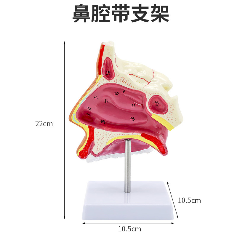 �����ǻ����ģ�� �ڱ���ʸ״ ����ģ�� ��ٿƶ��Ǻ��ƽ�ѧģ��