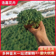 花镜植物中华景天小苗 屋顶植物绿化用今叶佛甲草 金叶过路黄小苗