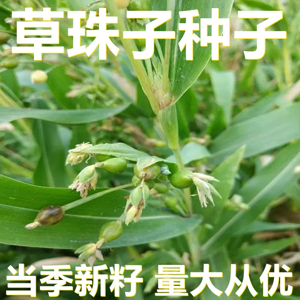 Семена травяных бусин 250-500г в мешках оптом, прямые поставки с места происхождения, сезонные новые семена, семена садовых цветов