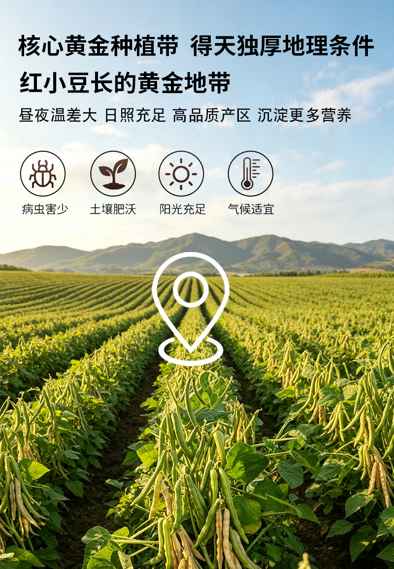 Roasted Red Adzuki Bean Hong Xiao Dou Vigna angularis Whole Grain for Grinding and Herbal Tea preparation
